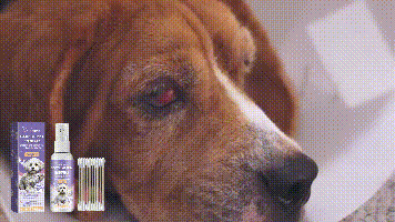 Pet Eye Care Spray Gently Cleans Tear-Stained Pet Eye Moisturizing Spray