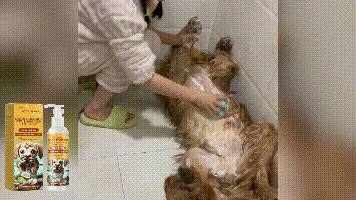 Odor Control Shampoo For Dogs Gently Cleans Pet Hair